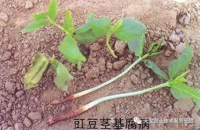 豆角苗被冻伤图片图片