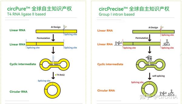环状RNA从无名之辈成为“顶流”?深度解读环状RNA的前世今生与未来 - 知乎