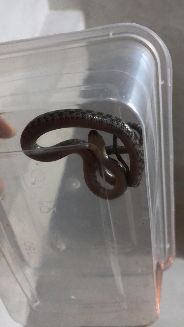 家里突然出现蛇怎么办 知乎