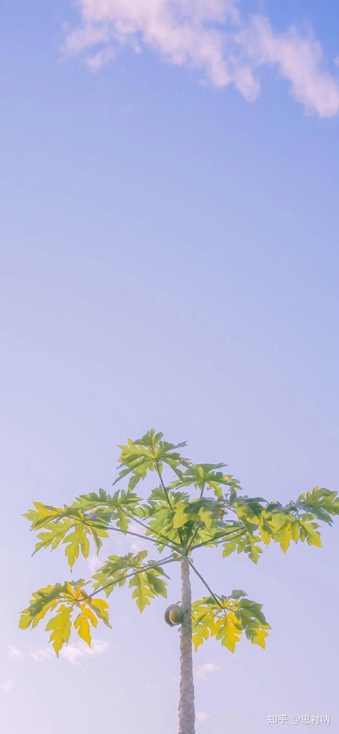 有没有明媚一点的,看起来就会让人觉得心情很好的壁纸,纯色的或者鲜亮