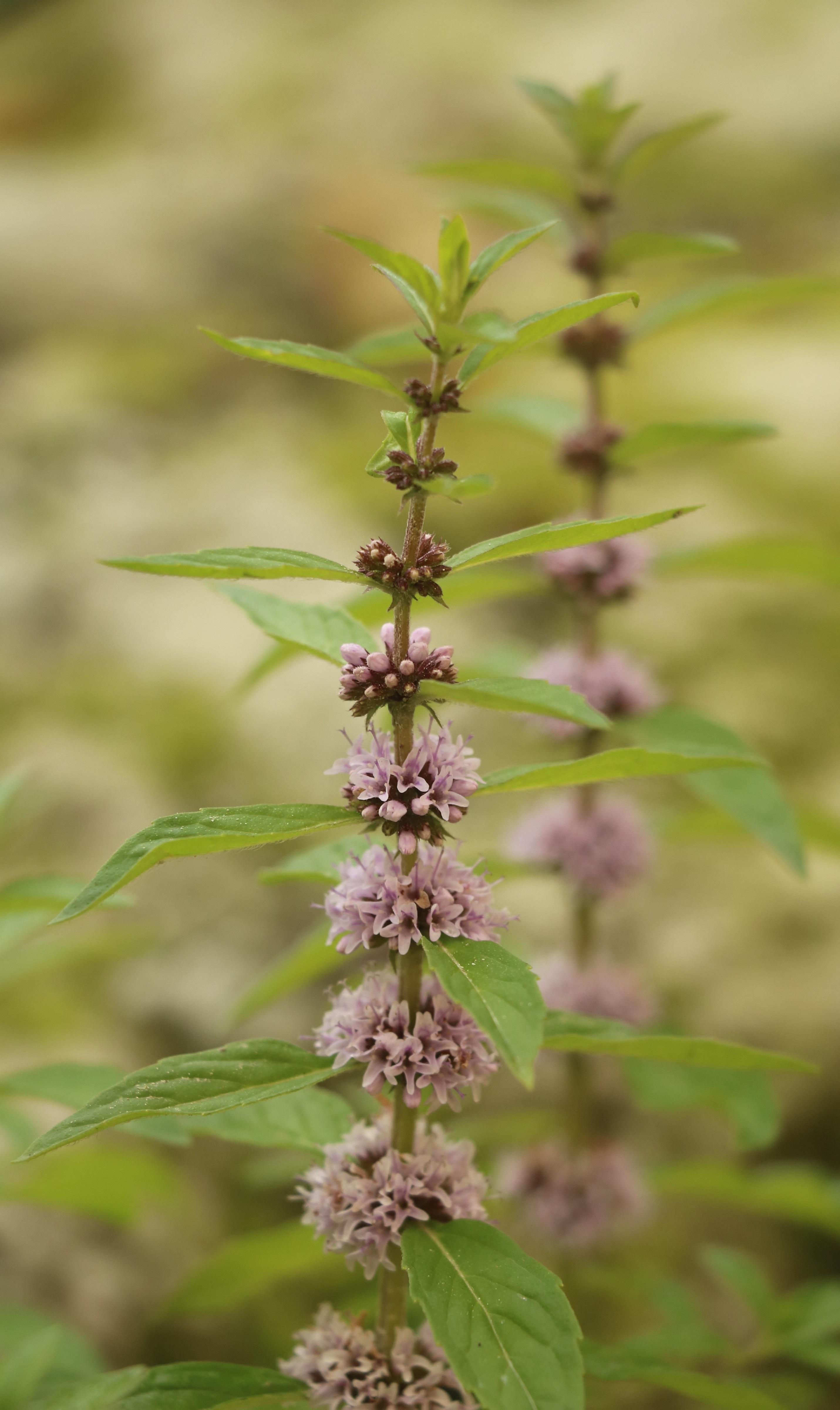 自然足迹横断山区植物小记二车前科唇形科