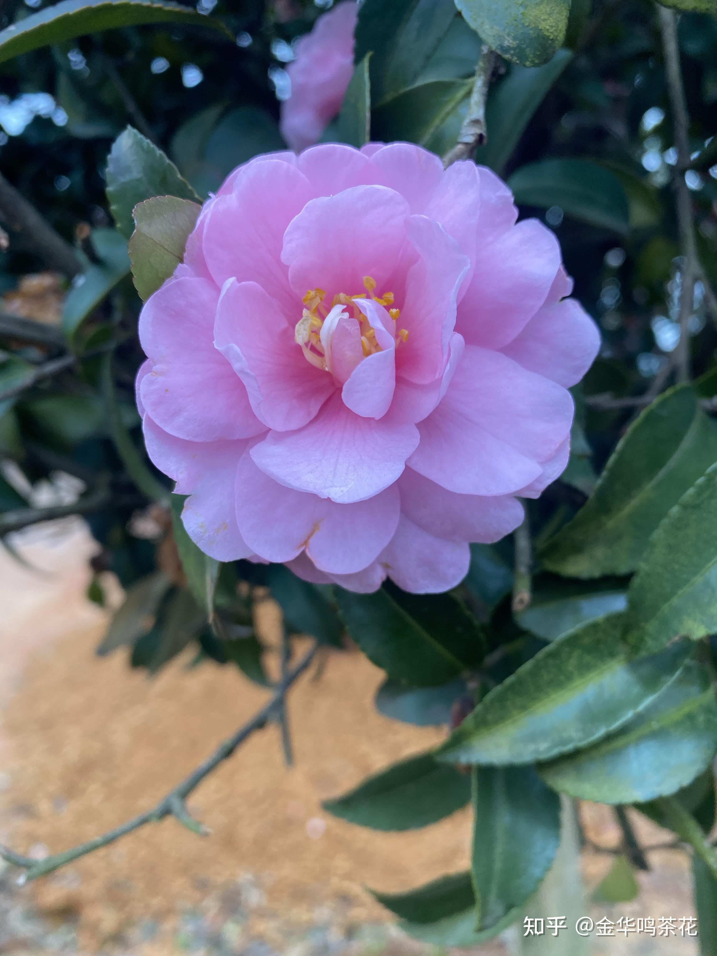 乙女茶梅开花了