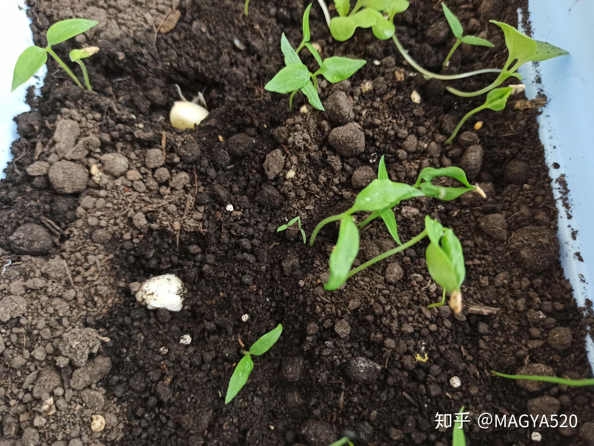 小葱阳台种菜盆小葱也发芽了,一旦长出小苗都长得好快