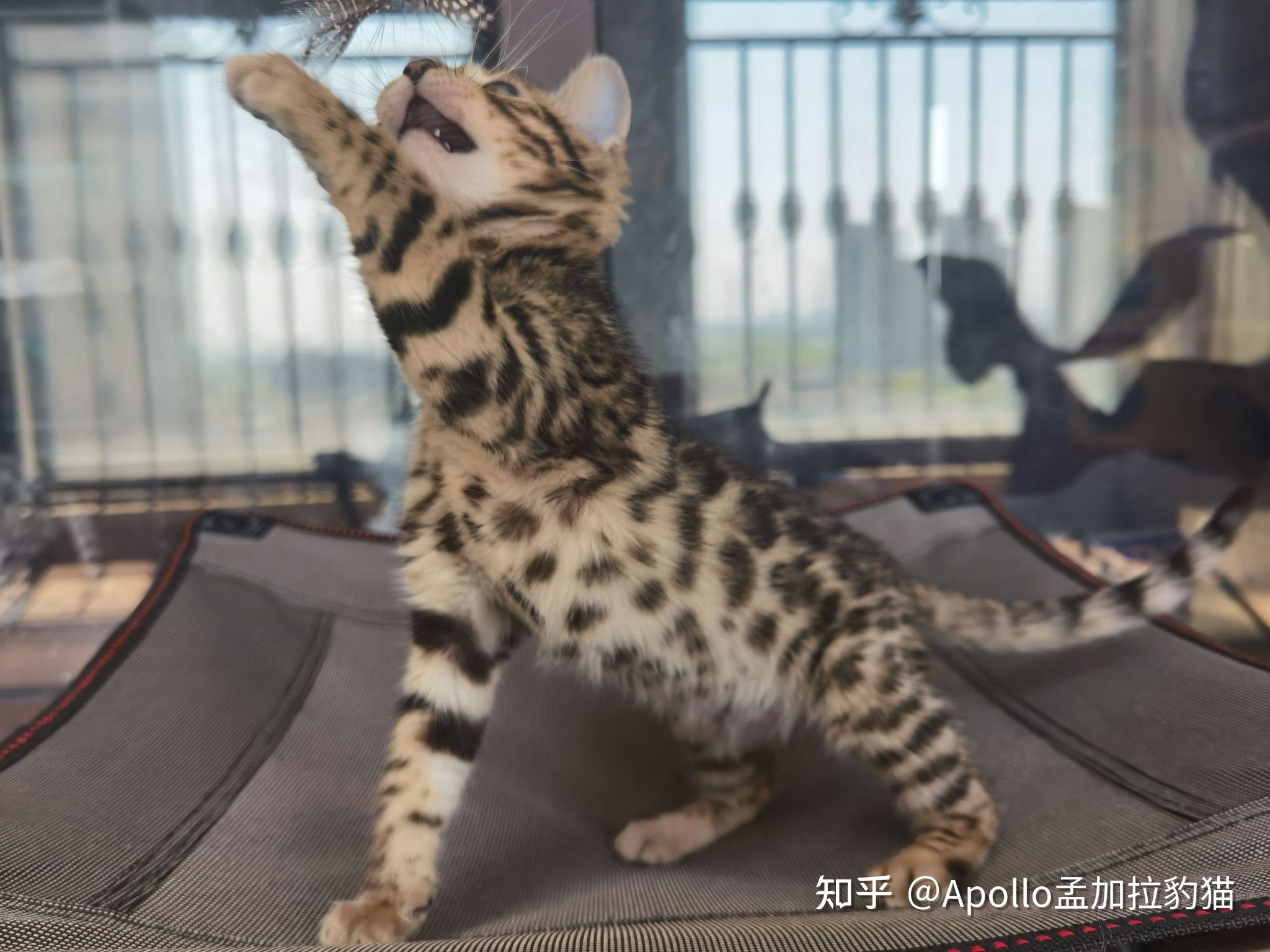 孟加拉豹猫玫瑰纹弟弟