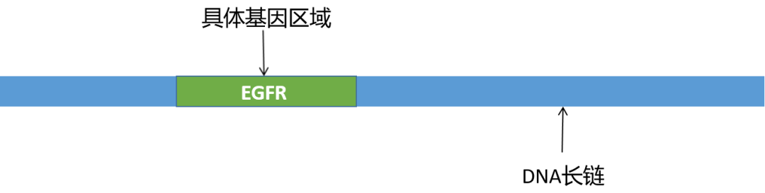 还分不清DNA、cfDNA以及ctDNA？一文讲明白 - 知乎