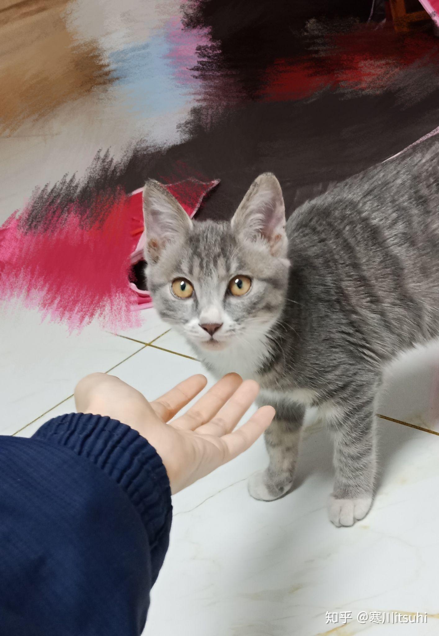 灰色狸花猫罕见吗? - 知乎