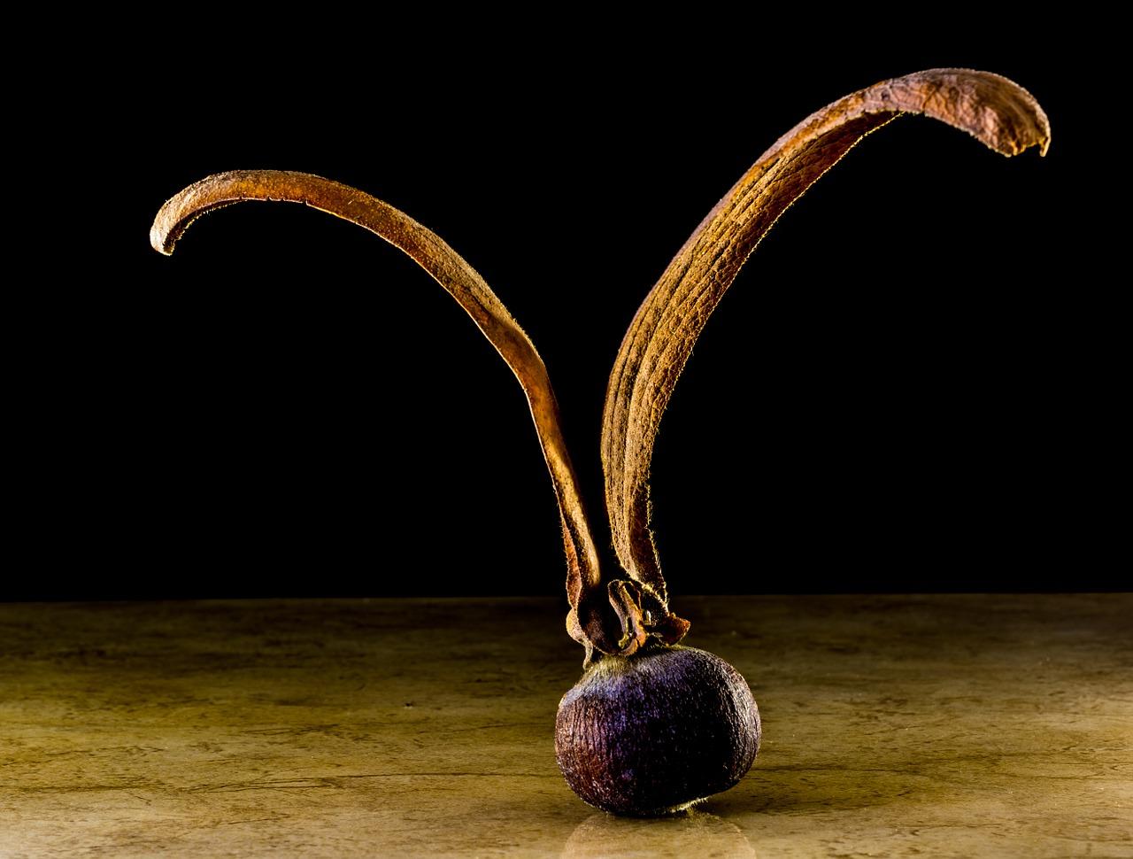 4. 发芽天数统计