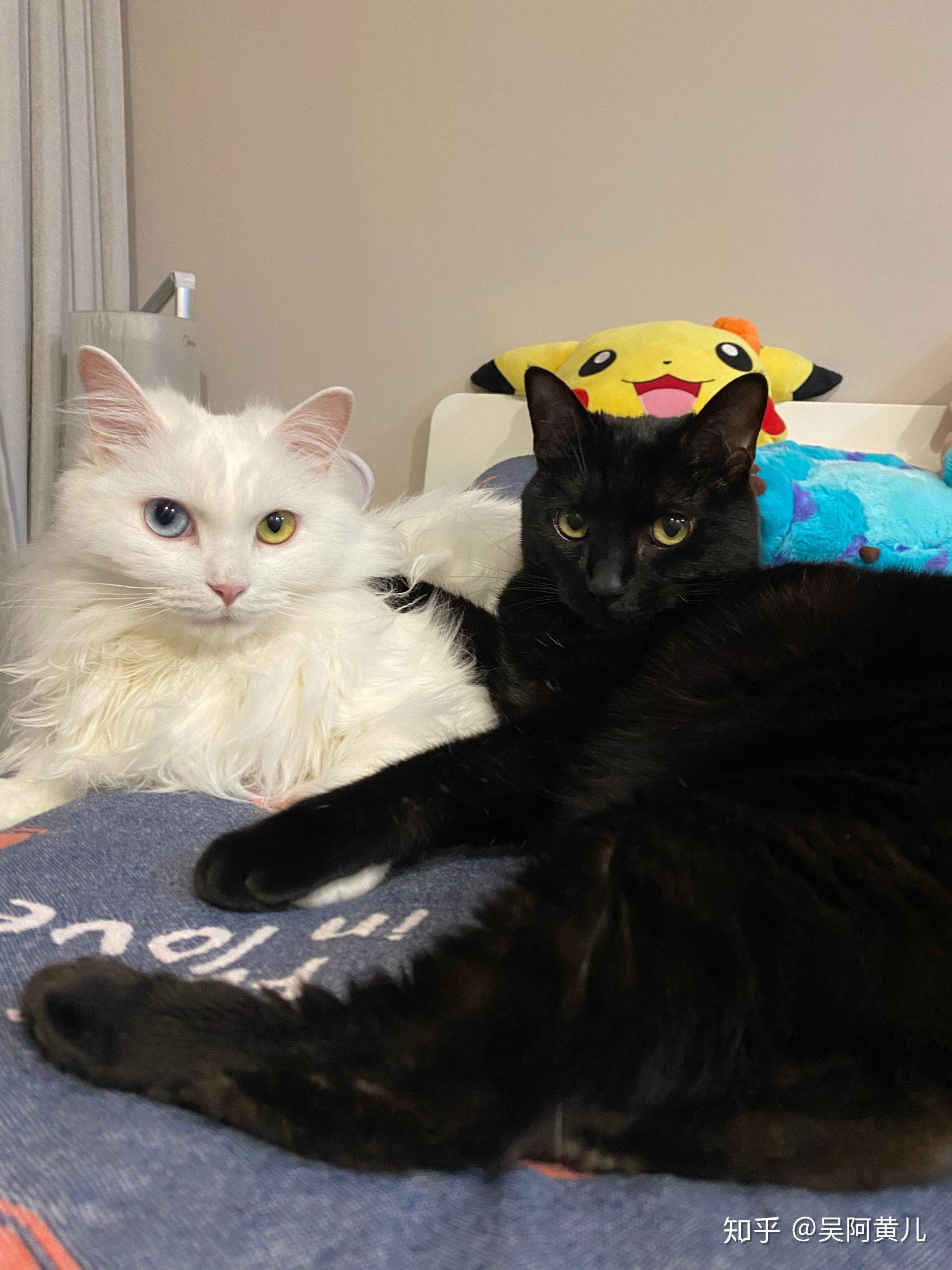 黑猫和白猫能一起养吗? - 知乎