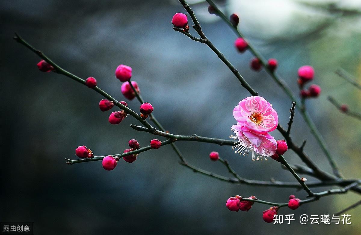 从食梅到赏梅，说说中国梅花的那些事儿 - 知乎