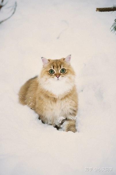 英国长毛猫毛色图鉴金渐层篇