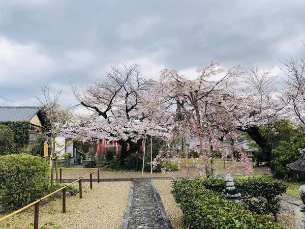 京品游记 樱花季探访抹茶故乡 宇治 知乎