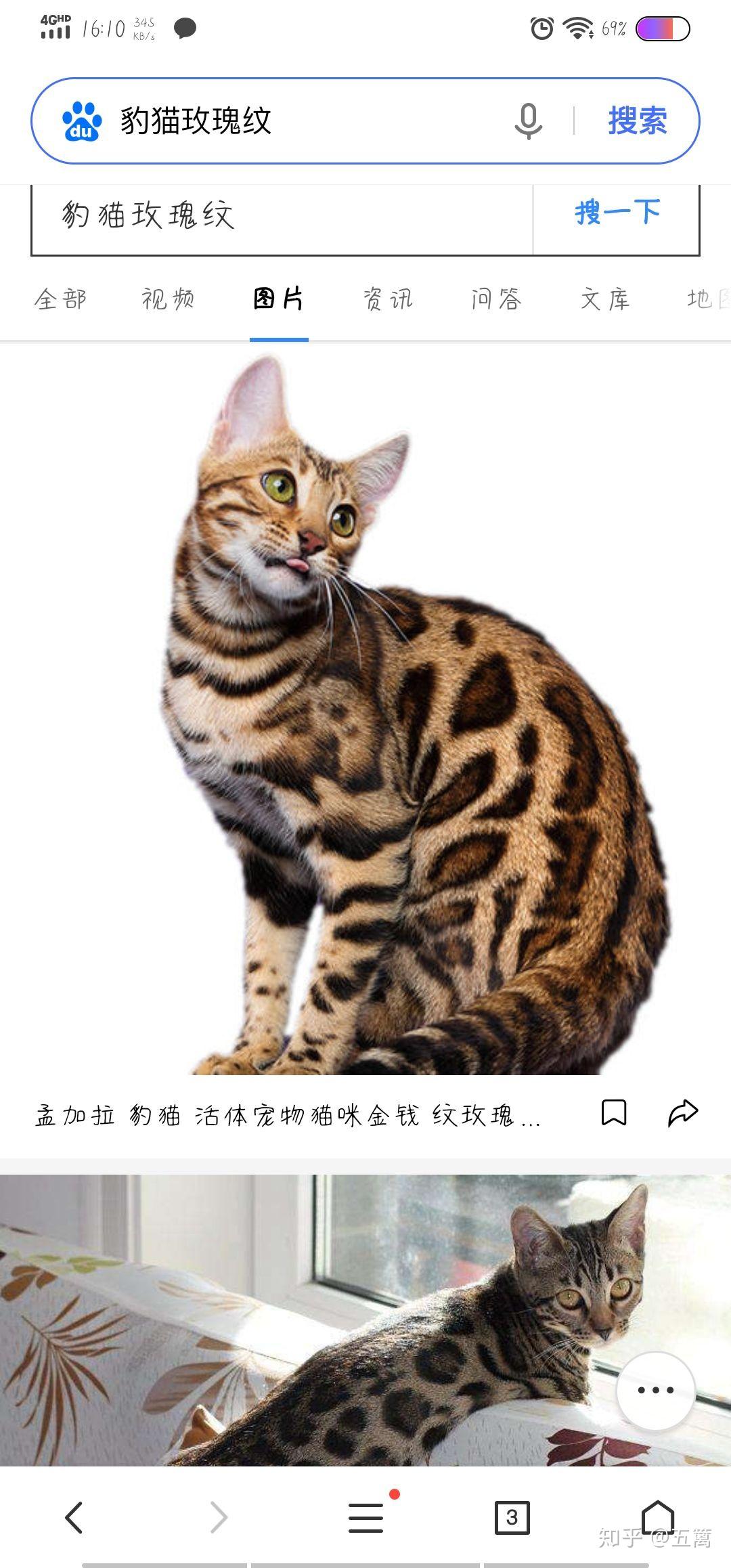 各位大佬请指教我这只猫子是什么花纹,各种说法都有,我都糊涂了!? - 知乎
