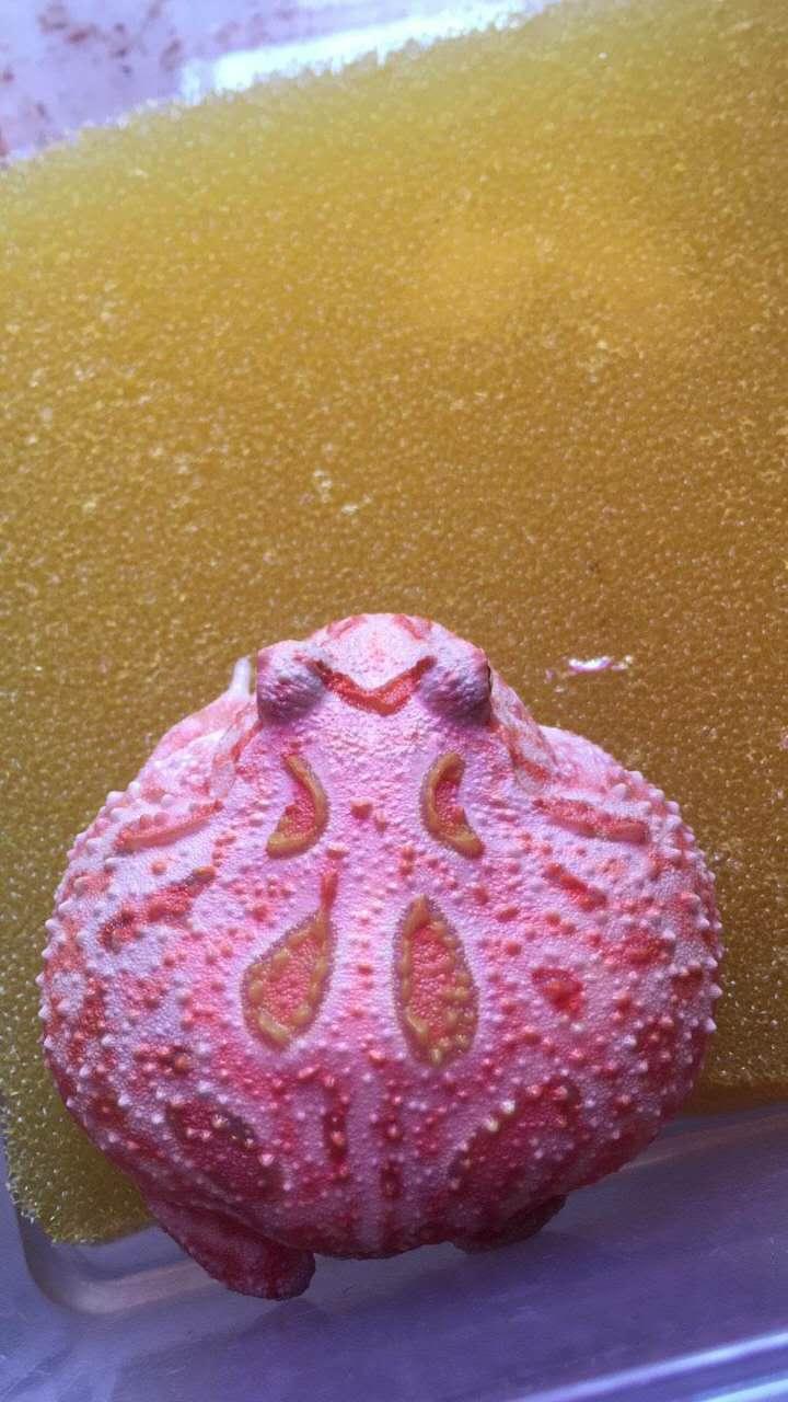 角蛙养角蛙钟角蛙南美角蛙霸王角蛙