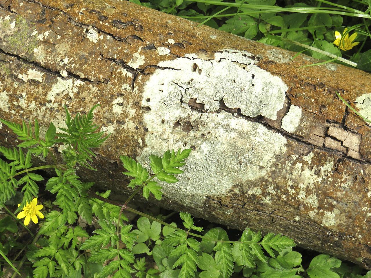 竹子制品如何去除气味