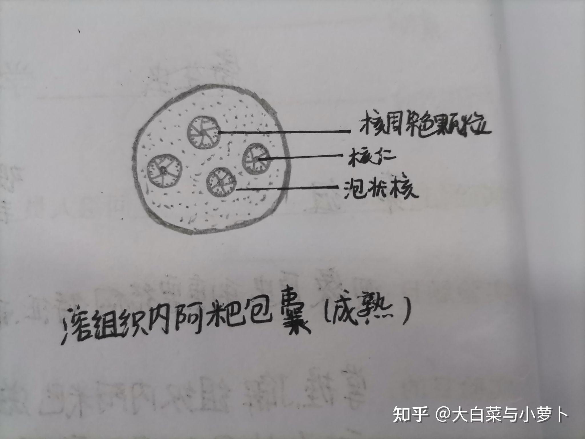 寄生虫实验手绘图 知乎 