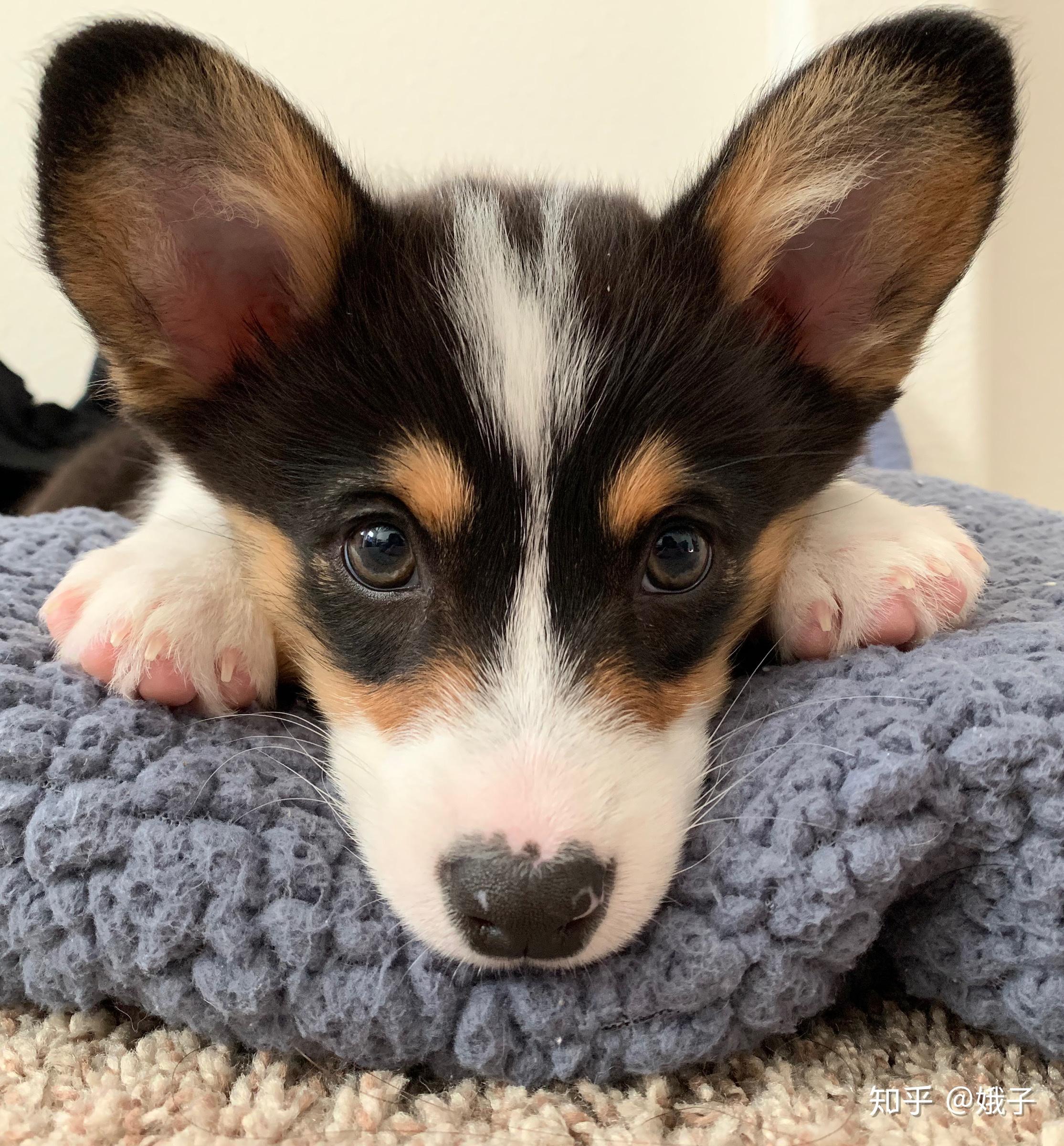 请问为什么我的柯基耳朵是这个样子100天左右了是不纯还是其他原因