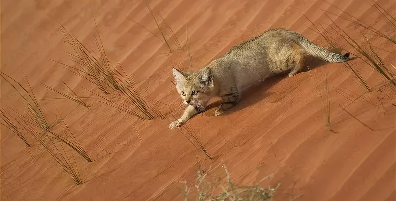 荒漠猫唯美图片