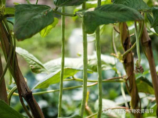 豆角生長管理怎麼施肥能增產豆角高產專用衝施肥哪種好