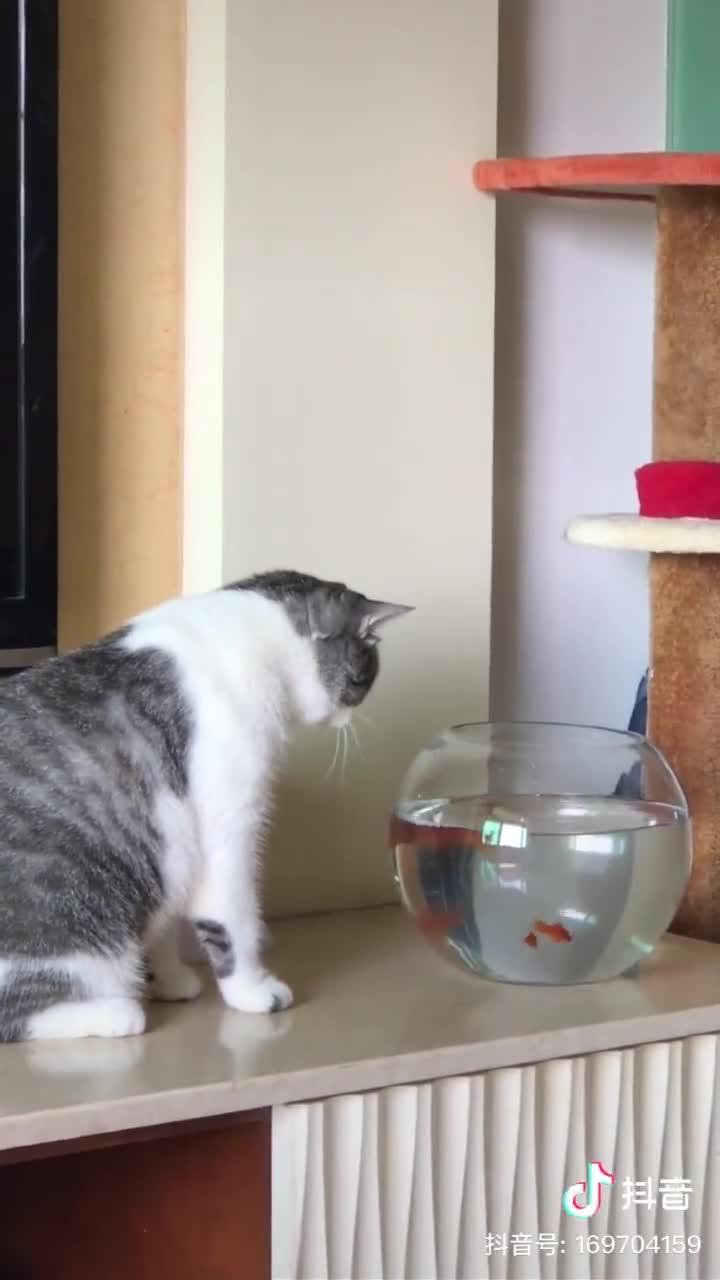 猫和鱼能一起养吗