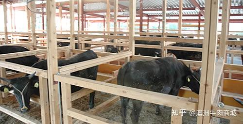 神户牛的魅力在哪里