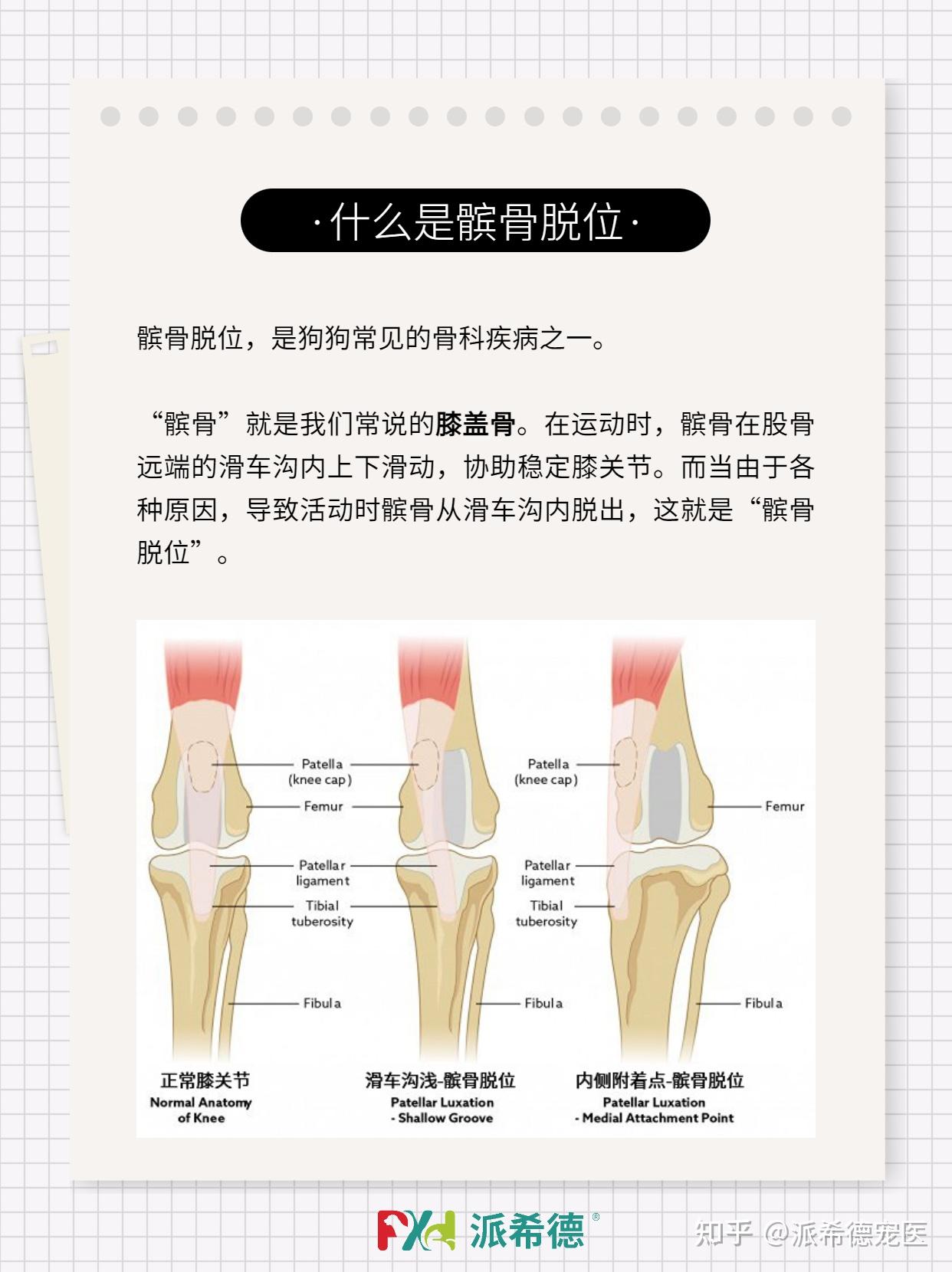 走路一瘸一拐小型犬常見的髕骨脫位