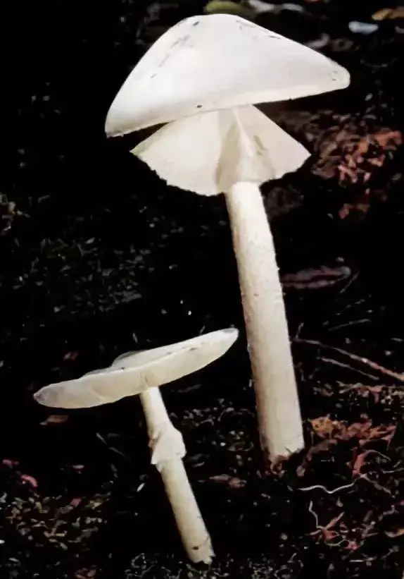 白色伞状镂空蘑菇图片