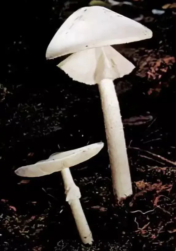 每年5月到10月,我国中东部地区的阔叶林里会广泛长出一种白色的蘑菇.
