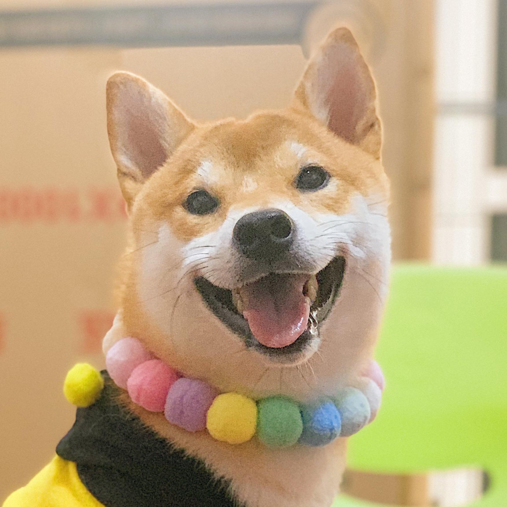 狗狗咧嘴真的是在笑吗? - 知乎