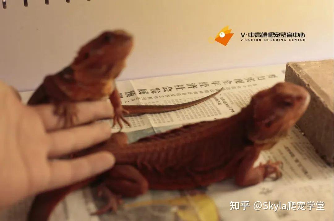 Viserion:鬃狮蜥重点之昼夜温度 - 知乎