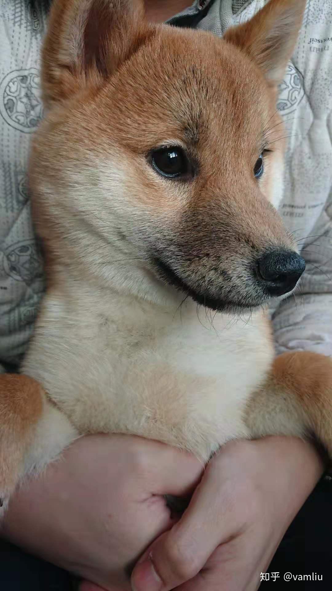 我家柴犬5个半月脸部毛色偏黄白色部分很少正常吗