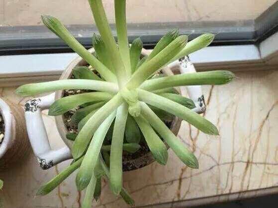 多肉徒长,玉露和生石花是重灾区.