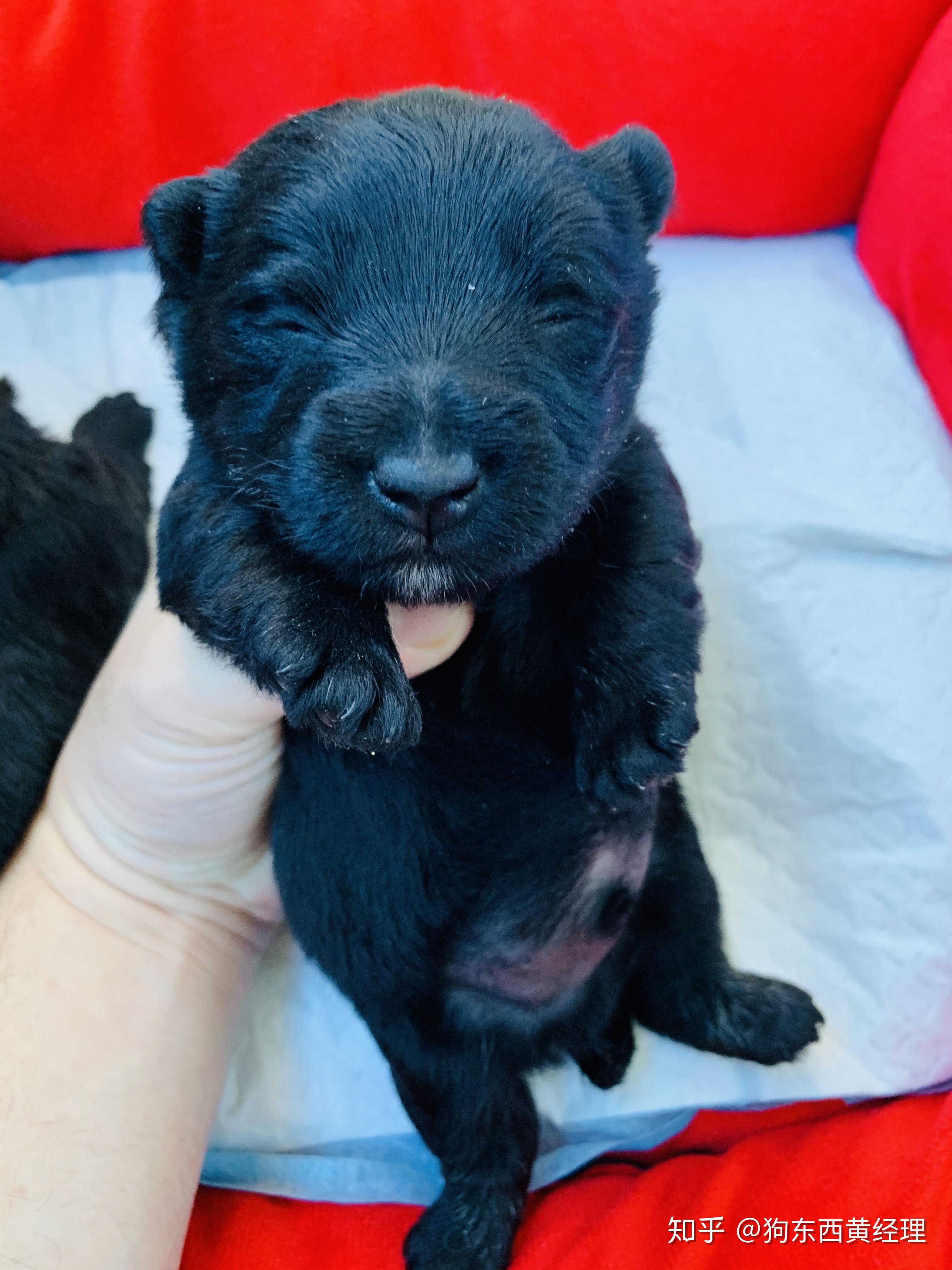 你们的苏格兰梗是多少钱买的,购入时有什么可分享故事吗? - 知乎