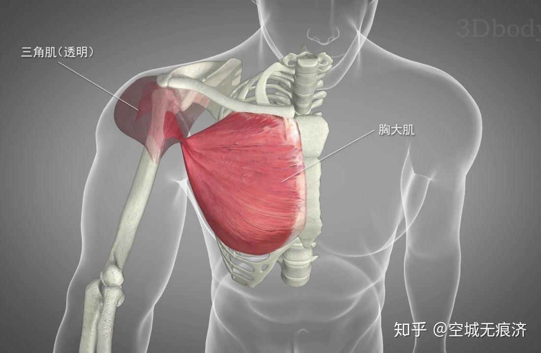 【专业知识】 关节运动模式和参与肌群 - 知乎