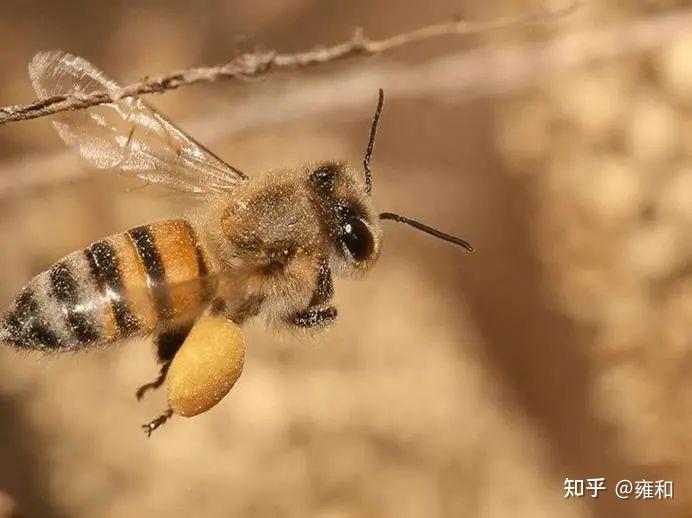 的腿上,都绑着一团黄色的东东…女儿突然很好奇"爸爸,蜜蜂腿上是啥