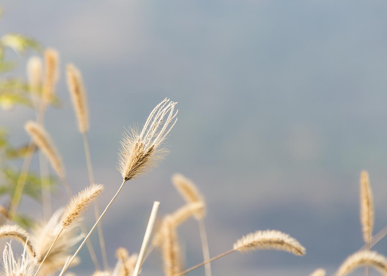 狗尾草有什么特点