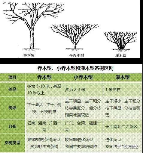 吴妃玲：茶树的芽、根、茎、叶、花、果、到底有什么特征？ - 知乎