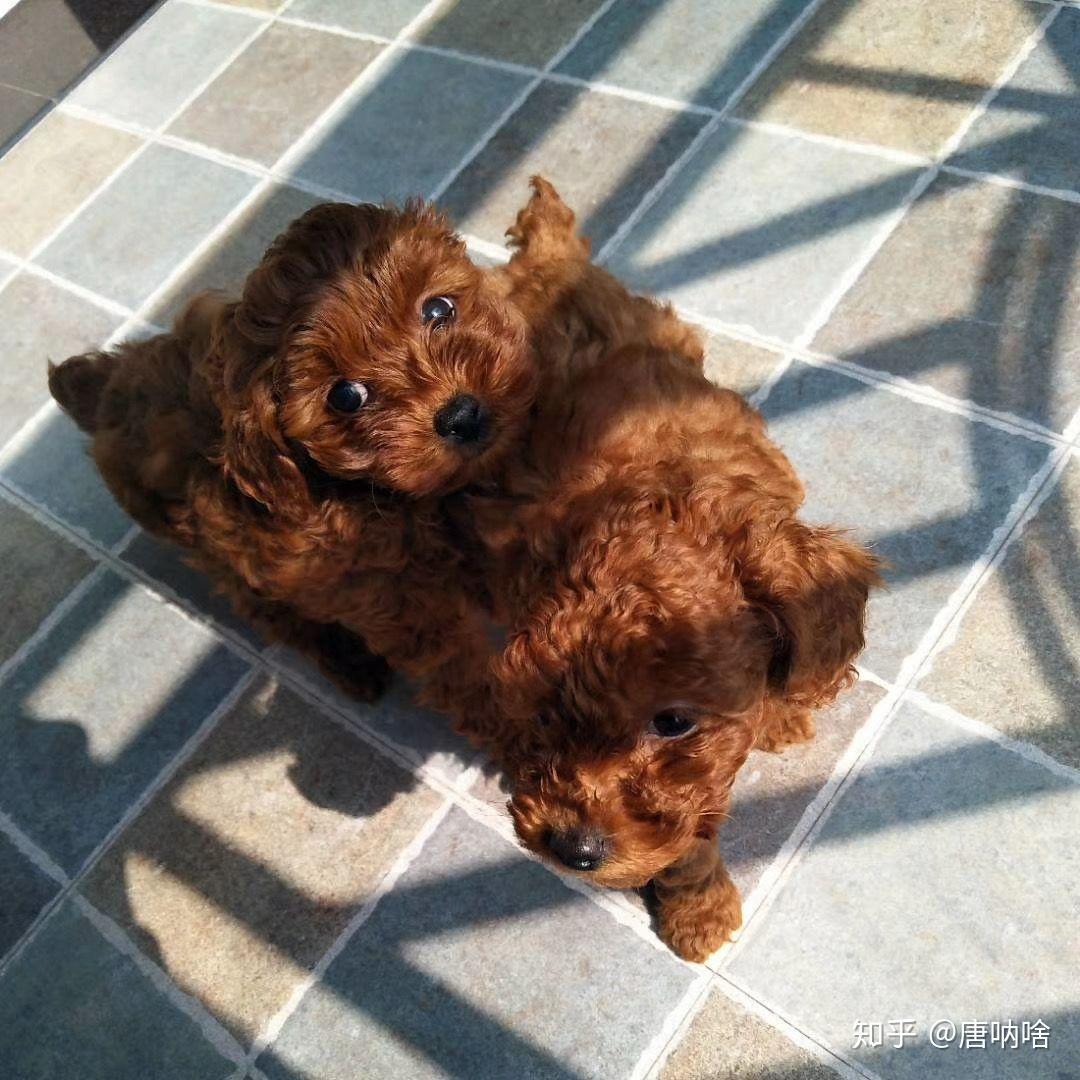 泰迪小时候的照片长什么样? - 知乎