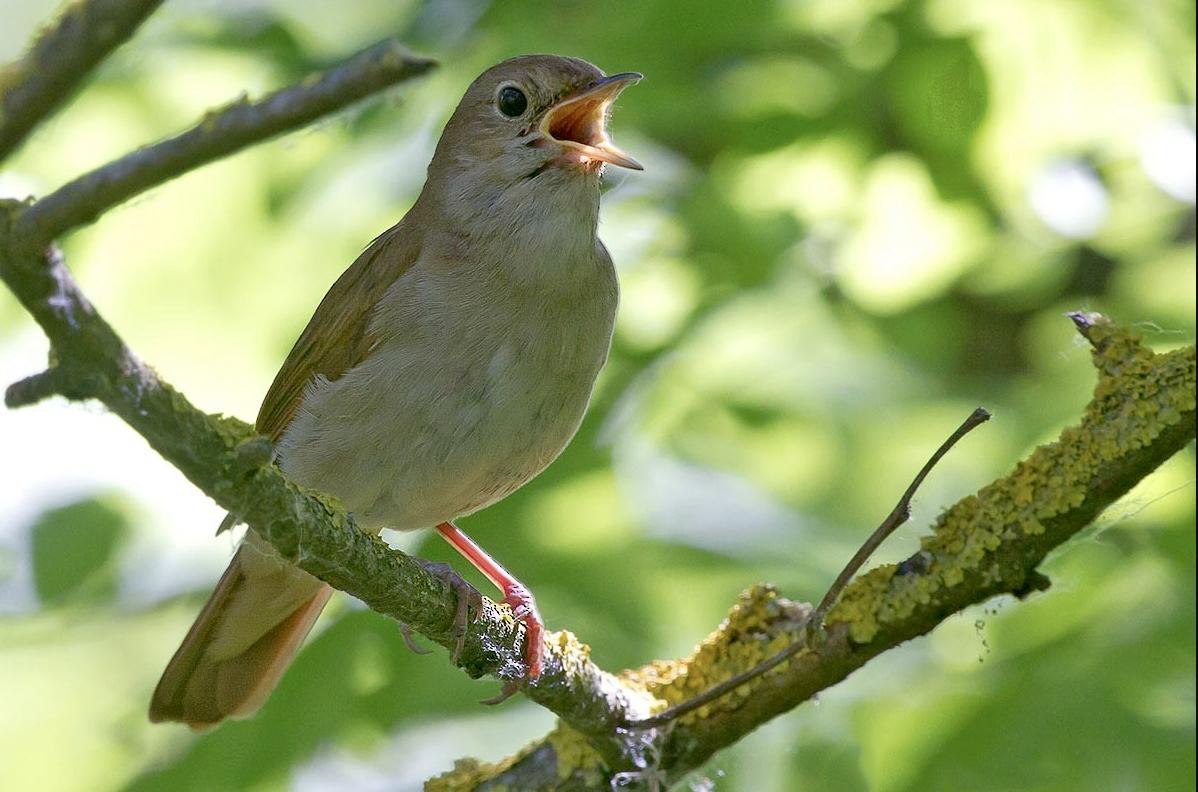 原来这就是传说中的原始森林还是原来的样子建议偷偷收藏起来