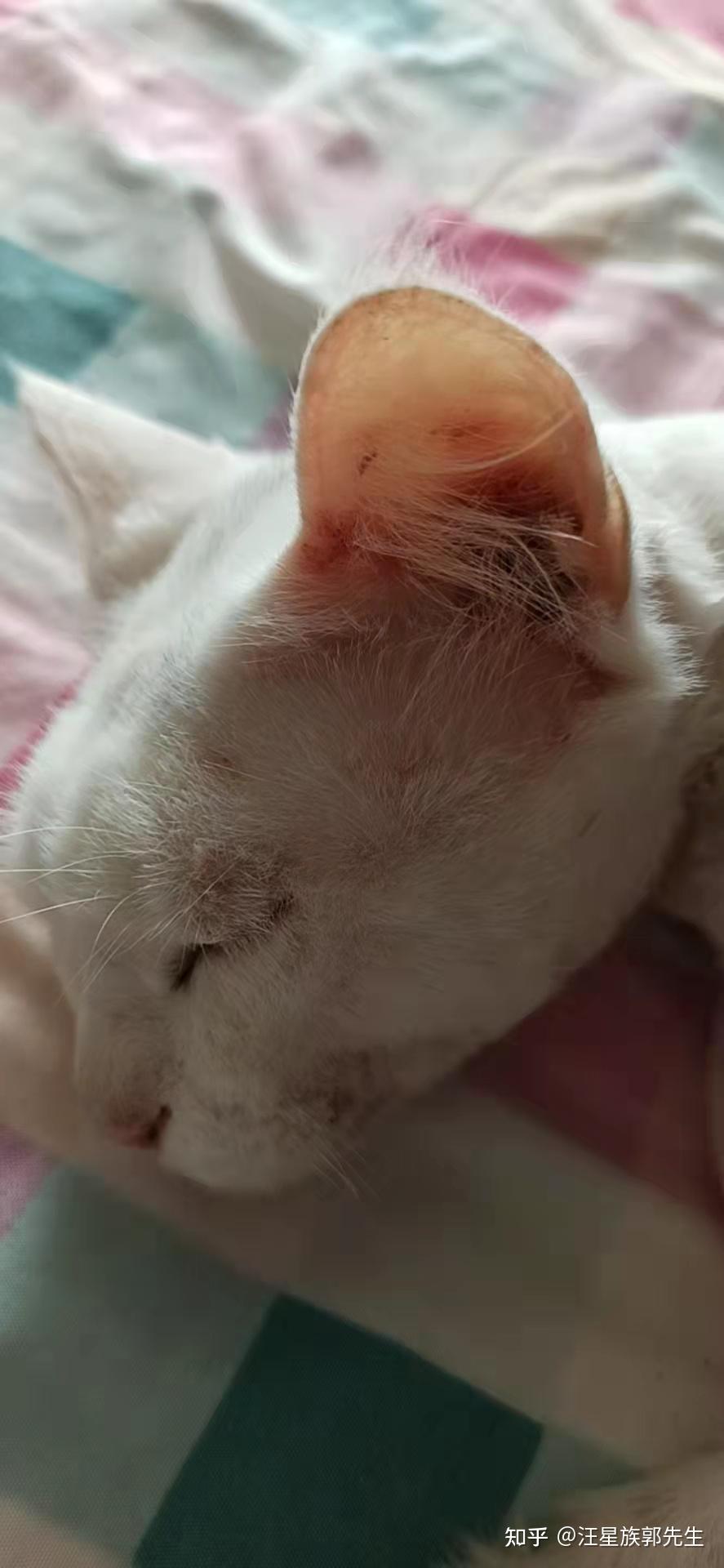 不到三个月的小猫得了耳螨皮肤里有螨虫卵还有可能有猫癣怎么办救救他