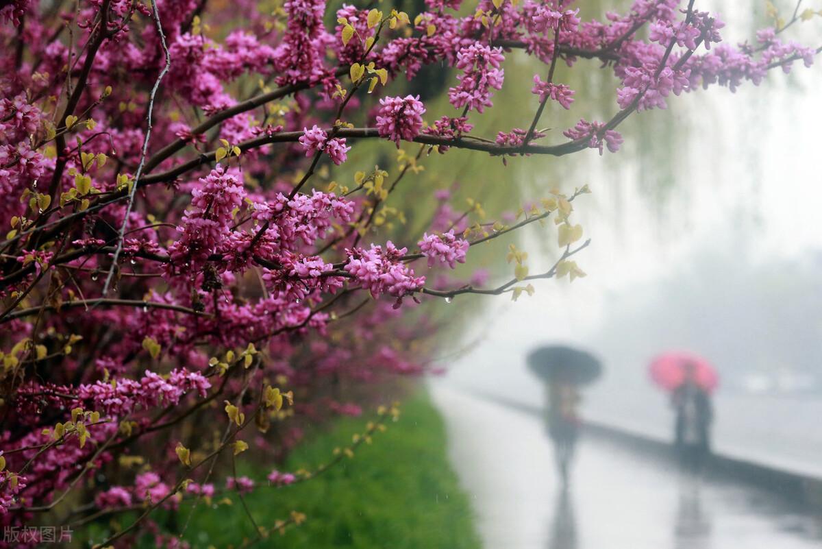 春雨綿綿莫怪雨入侵海棠花已開