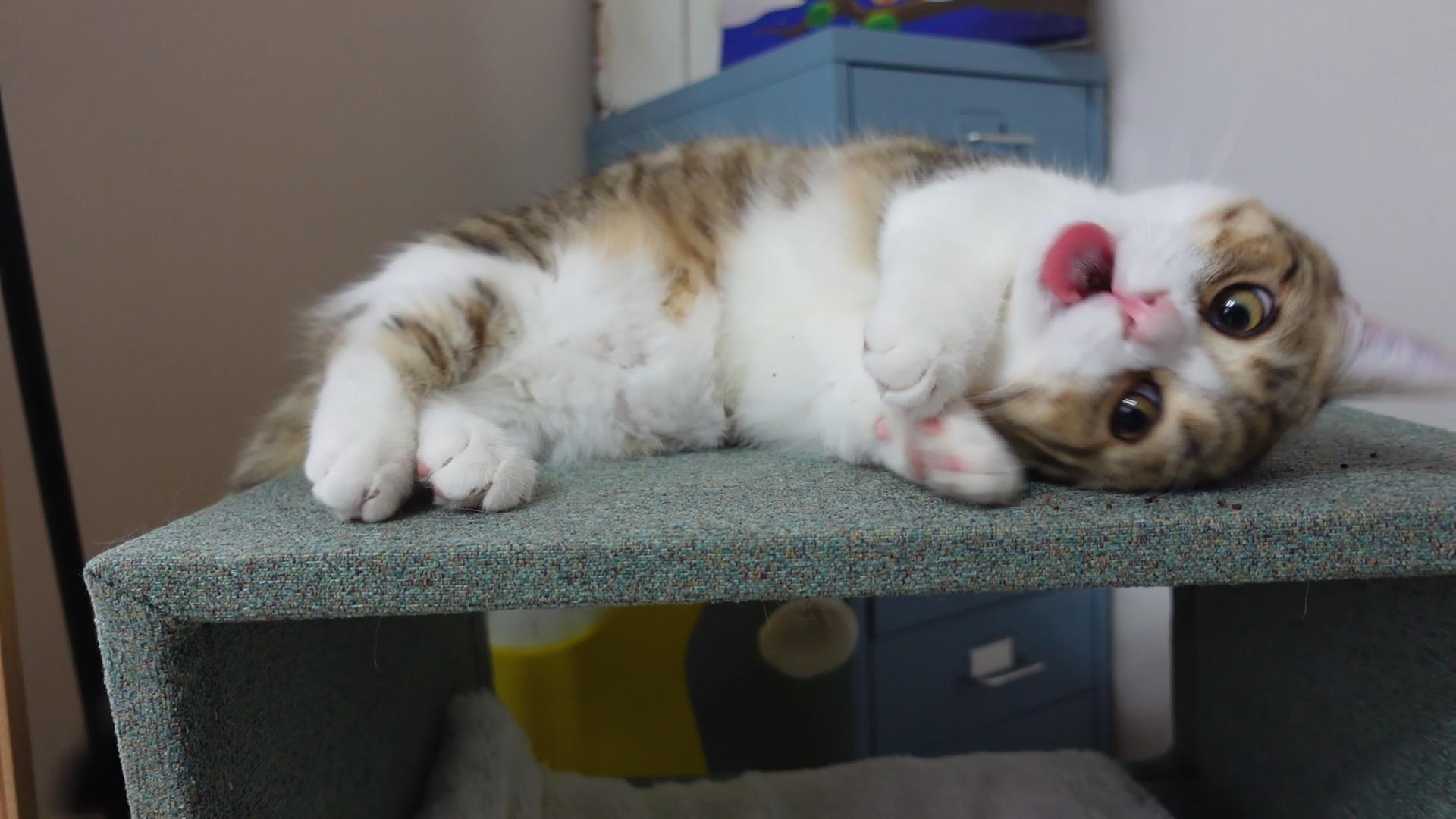 小猫第一次吃安格斯牛排是什么反应