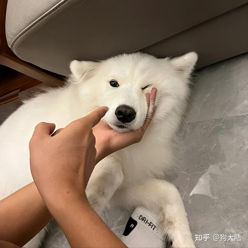 并不是每个人都适合养狗，这几类人最好不要养狗 - 知乎
