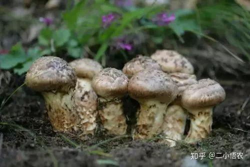 为什么松茸无法人工种植? - 知乎