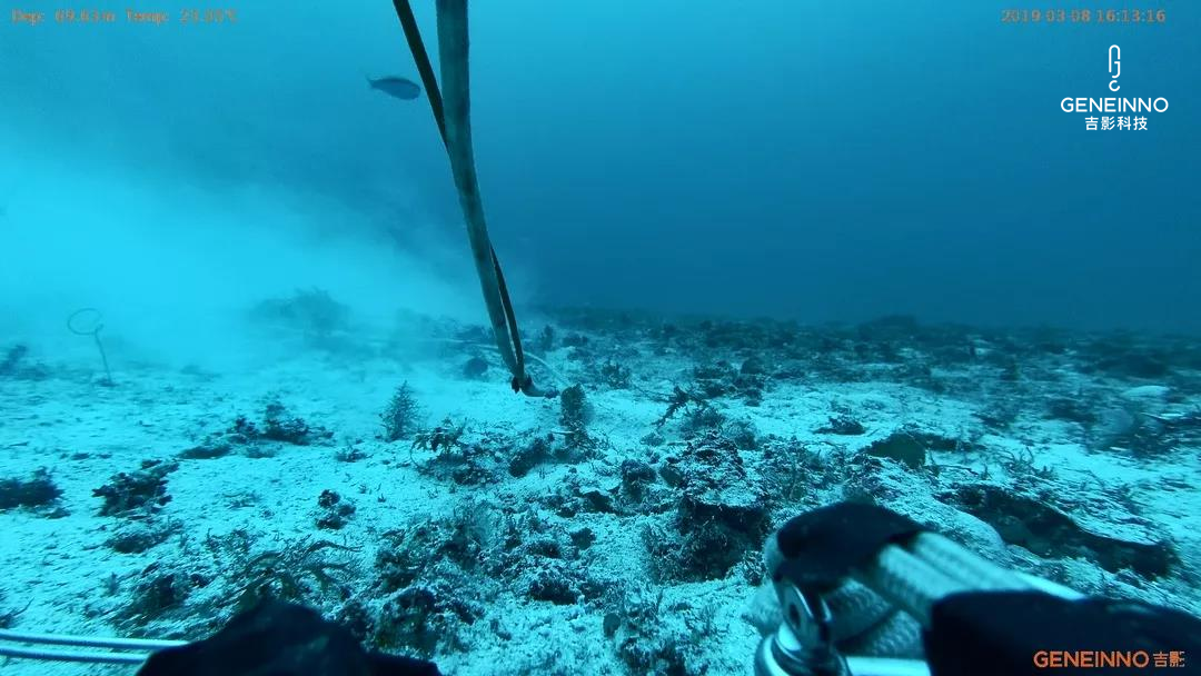 在探测中,通过吉影t1的视角,收获了很多来自海底美丽的意外惊喜.