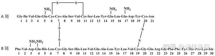经过10年的研究,于1955年报道了牛胰岛素的一级结构