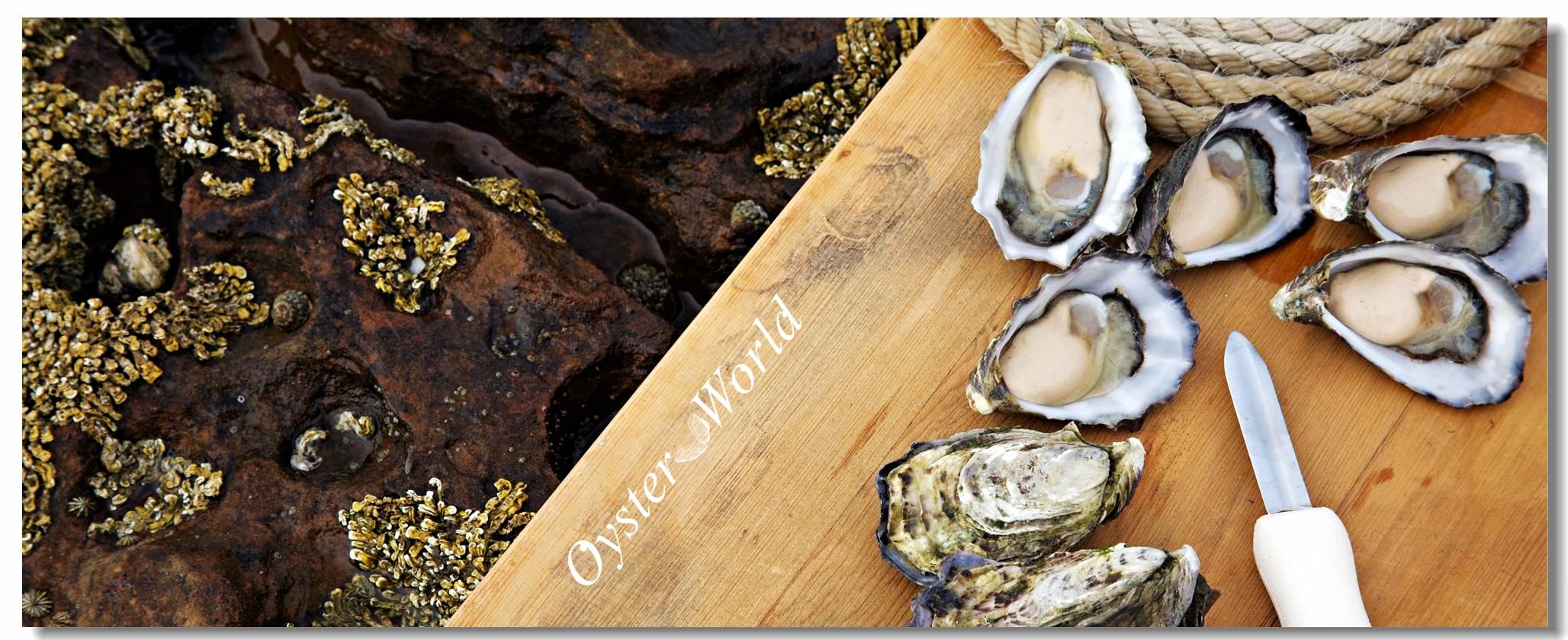 oysterworld带你认识澳洲塔斯马尼亚生蚝