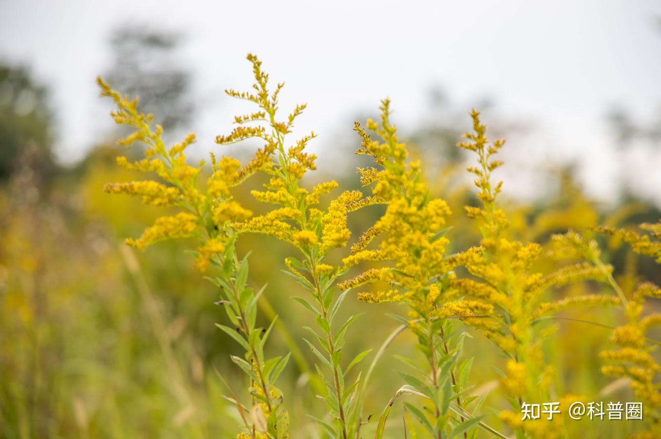 加拿大一枝黄花究竟是什么花?有哪些危害? - 知乎
