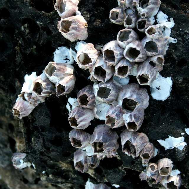 海洋生物真的拿藤壶一点办法都没有吗？