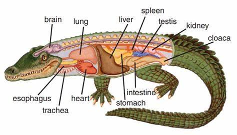 图说消化系统(digestive system)·脊椎动物 