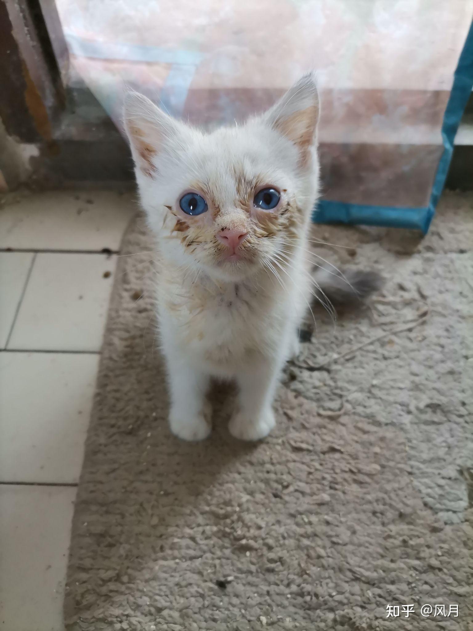 蓝眼睛英短弟弟